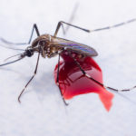 STRUČNJACI UPOZORAVAJU: Rešite se stvari u domu koje privlače komarce