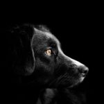 ŠOKANTNI REZULTATI STUDIJE IZ ČERNOBILJA Divlji psi koji žive u toj oblasti postali otporni na rak