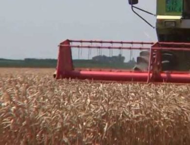 PONUDA SRBIJE: Razmena semenske za merkantilnu pšenicu