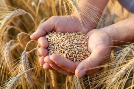 „OD KESE IZ PRODAVNICE SE NE MOŽE ŽIVETI“ Penzioner gaji žito i povrće na tri hektara