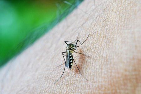 APEL ZA SUGRAĐANE: Nastavlja se suzbijanje odraslih komaraca