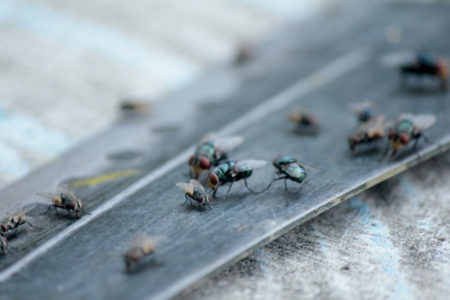BEZ OTROVNIH HEMIKALIJA: Šest stvari kojima ćete zauvek izbaciti insekte iz kuće