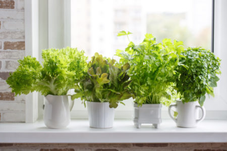 SAVET ISKUSNIH BAŠTOVANA: Evo kako da uzgajate začinsko bilje u svom domu