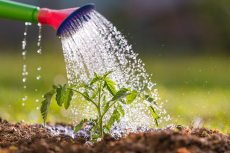 NANOSITE IM VIŠE ŠTETE NEGO KORISTI: Pet znakova da previše zalivate svoje biljke